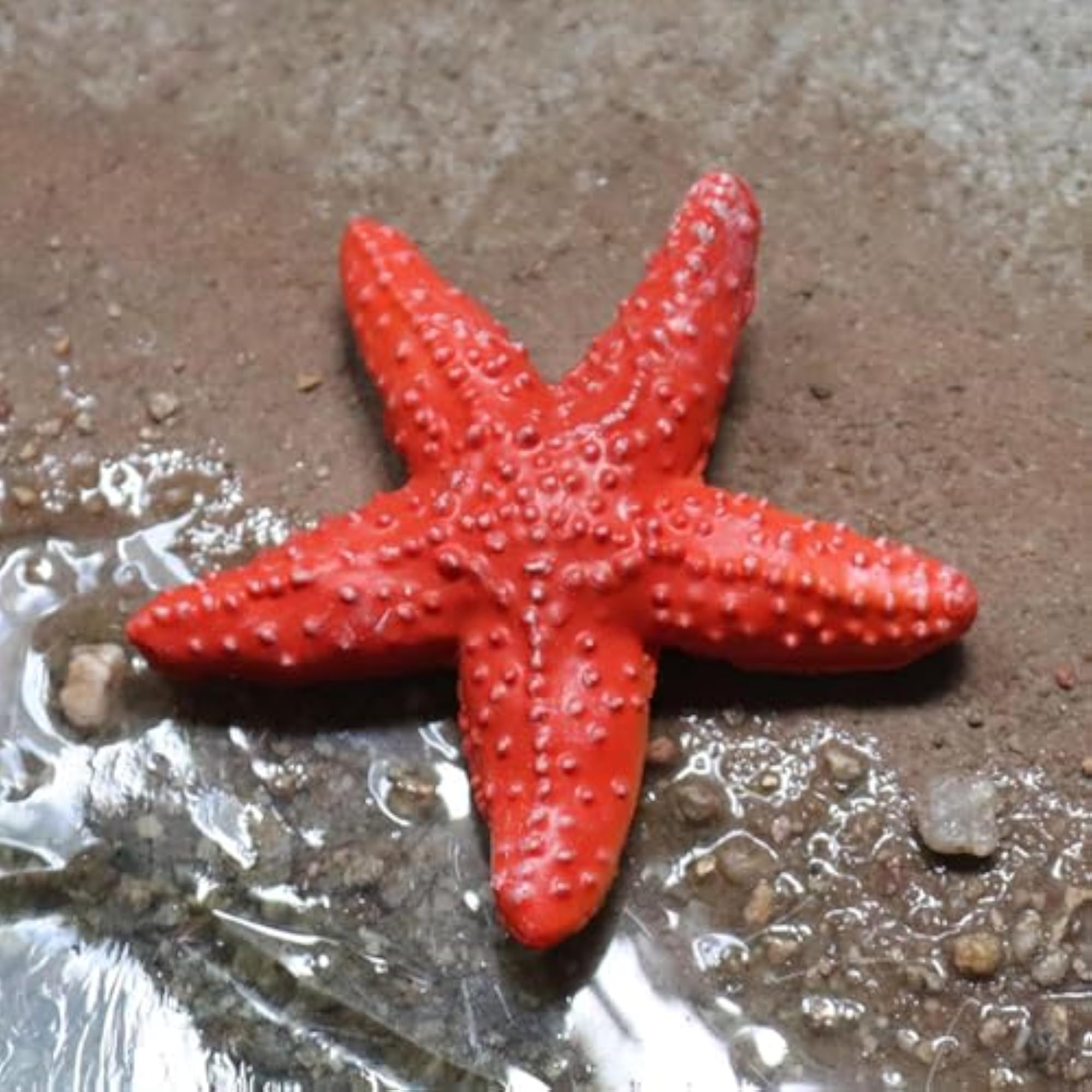 4Pcs Simulation Star Fish Model Educational Toy